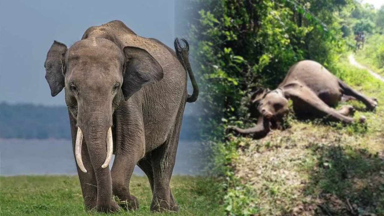 කෝලිය ඇතා අභිරහස් ලෙස මිය යයි